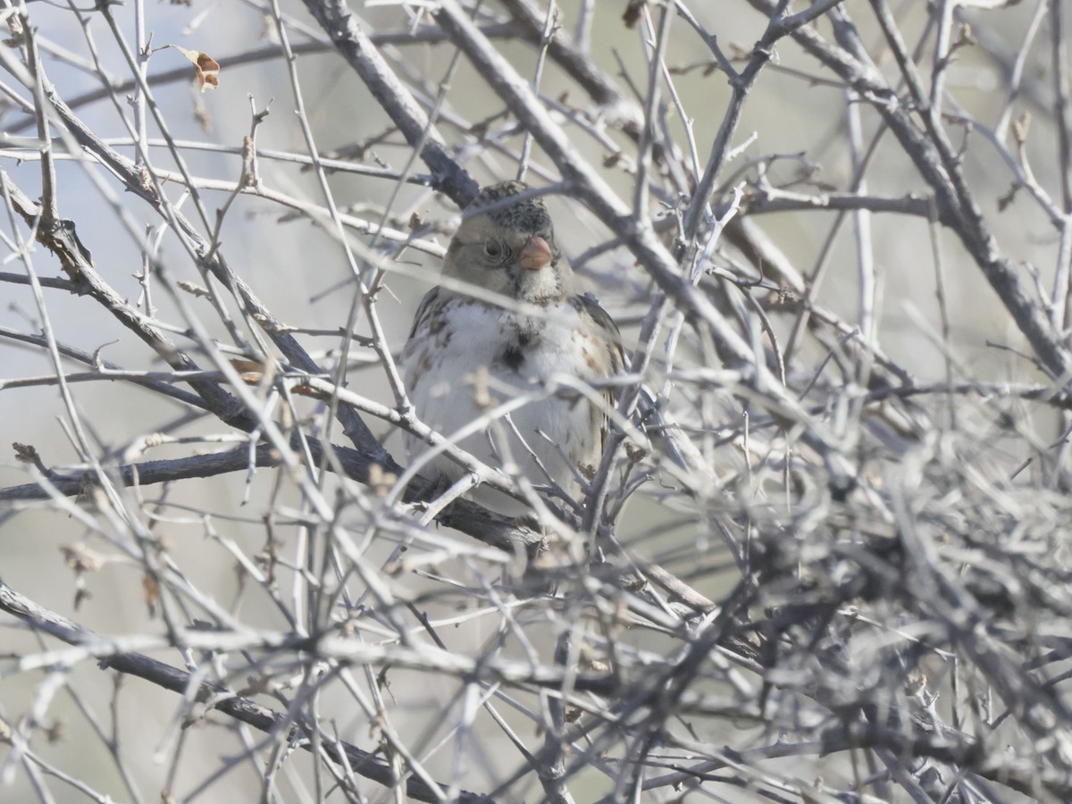 granspurv - ML647029809