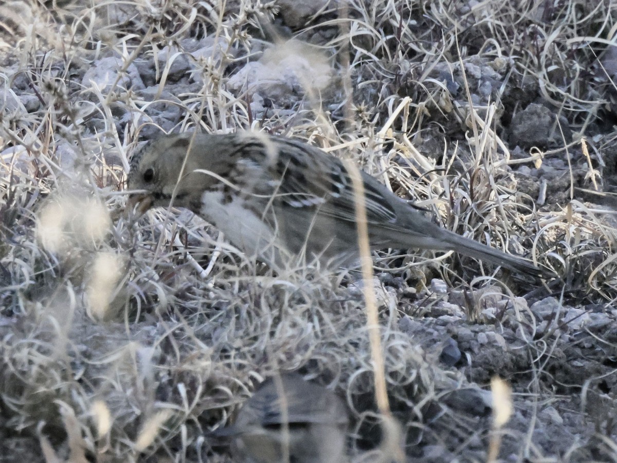 granspurv - ML647029810