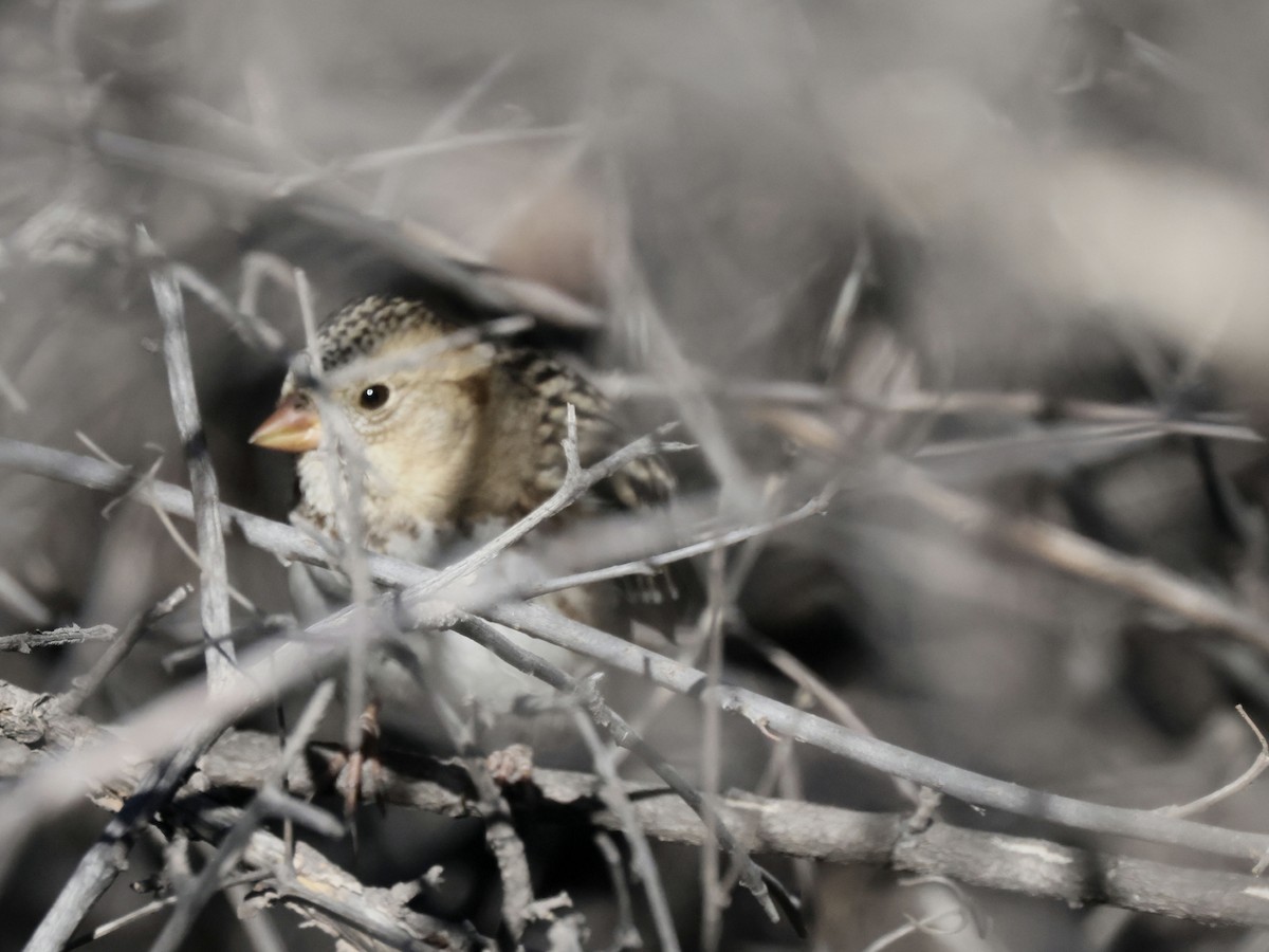 granspurv - ML647029811