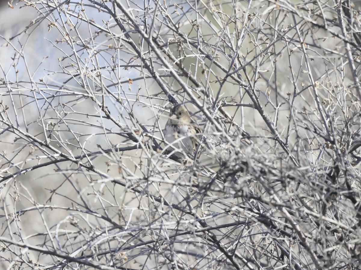 granspurv - ML647029812