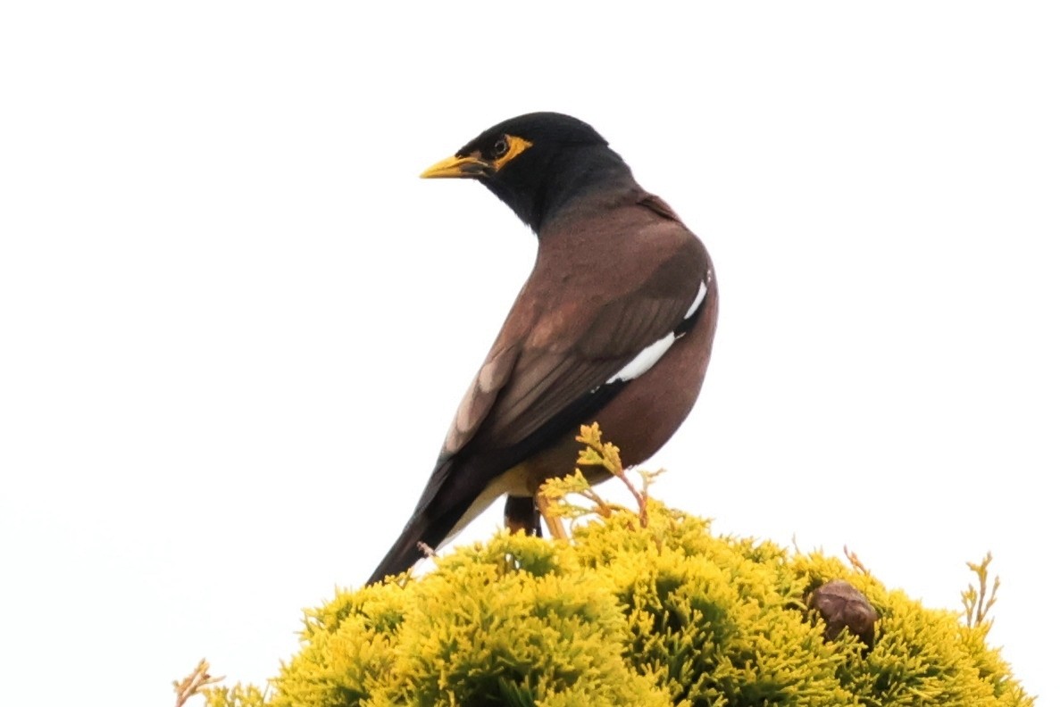 Çiğdeci - ML647029813