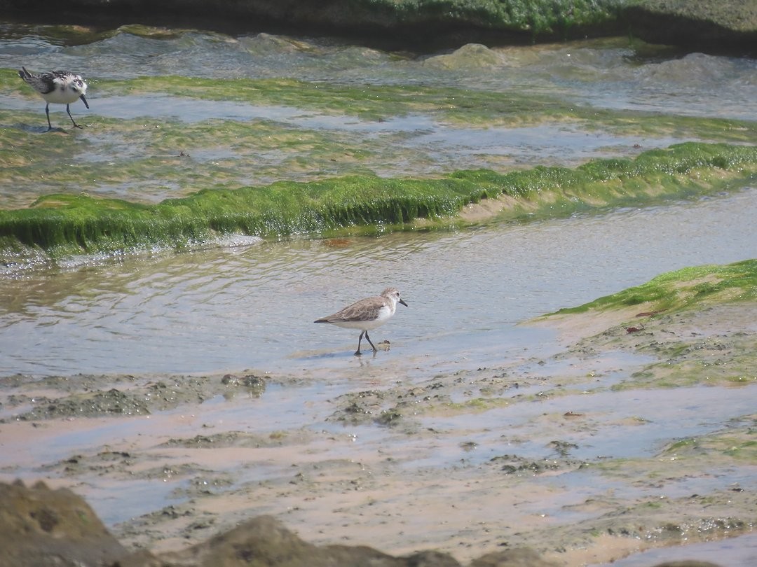 Ak Kumkuşu - ML647029814