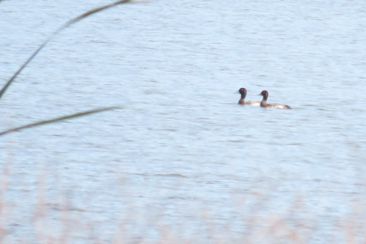 Morbaş Patka - ML647029815