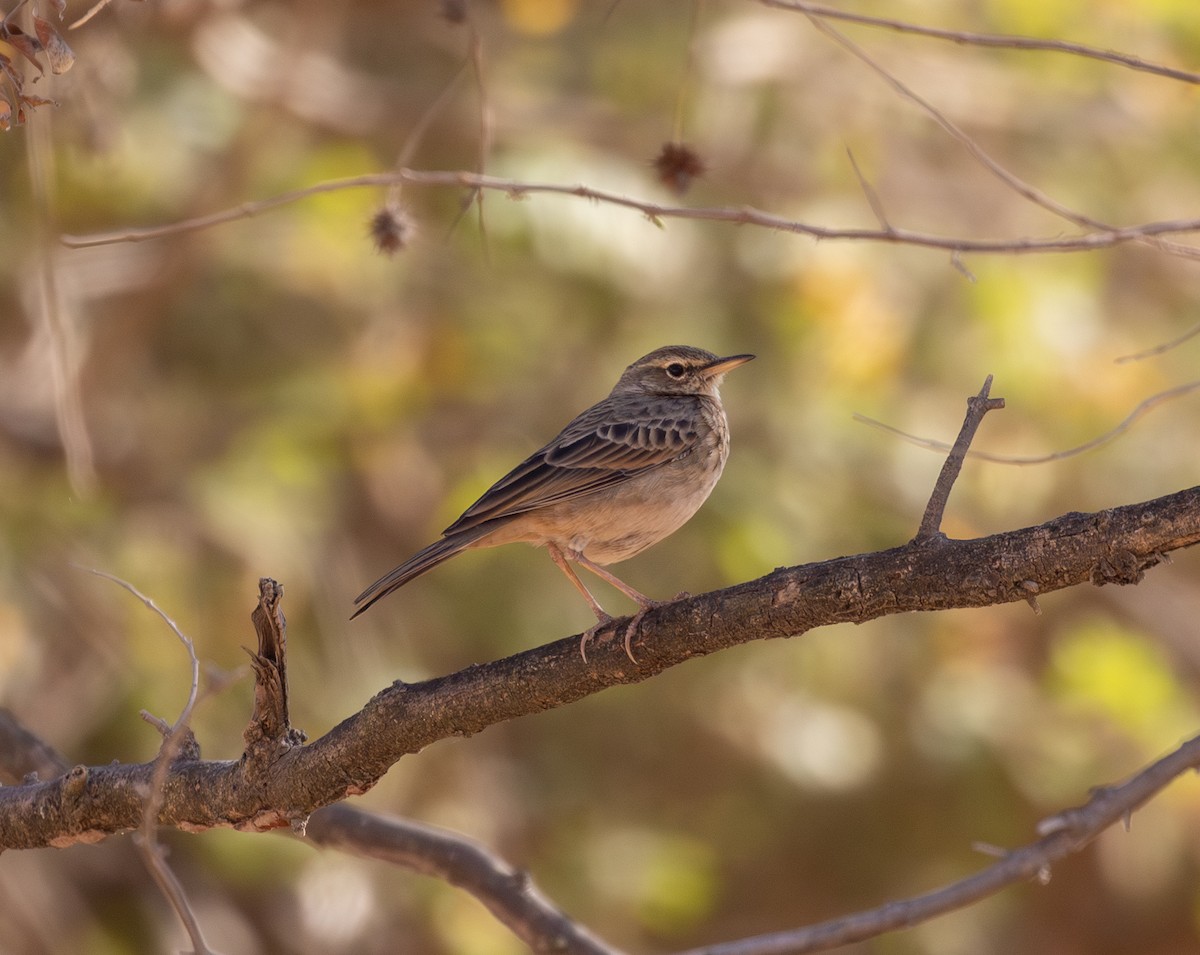 Uzun Gagalı İncirkuşu - ML647029816