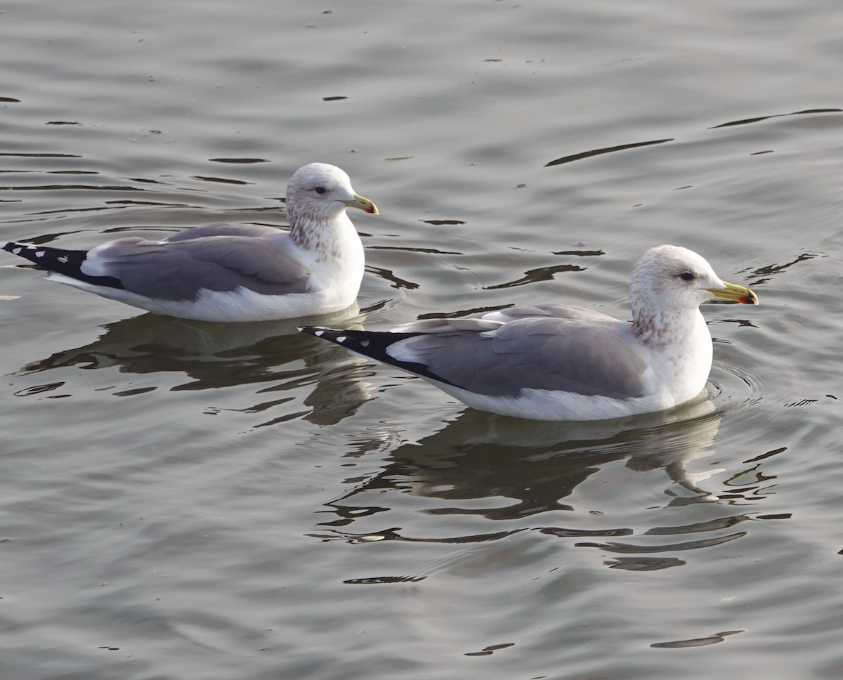 Kaliforniya Martısı - ML647029817