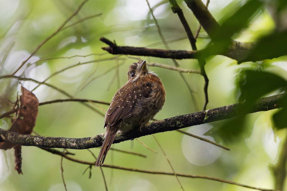 Bıyıklı Pufkuşu - ML647029818