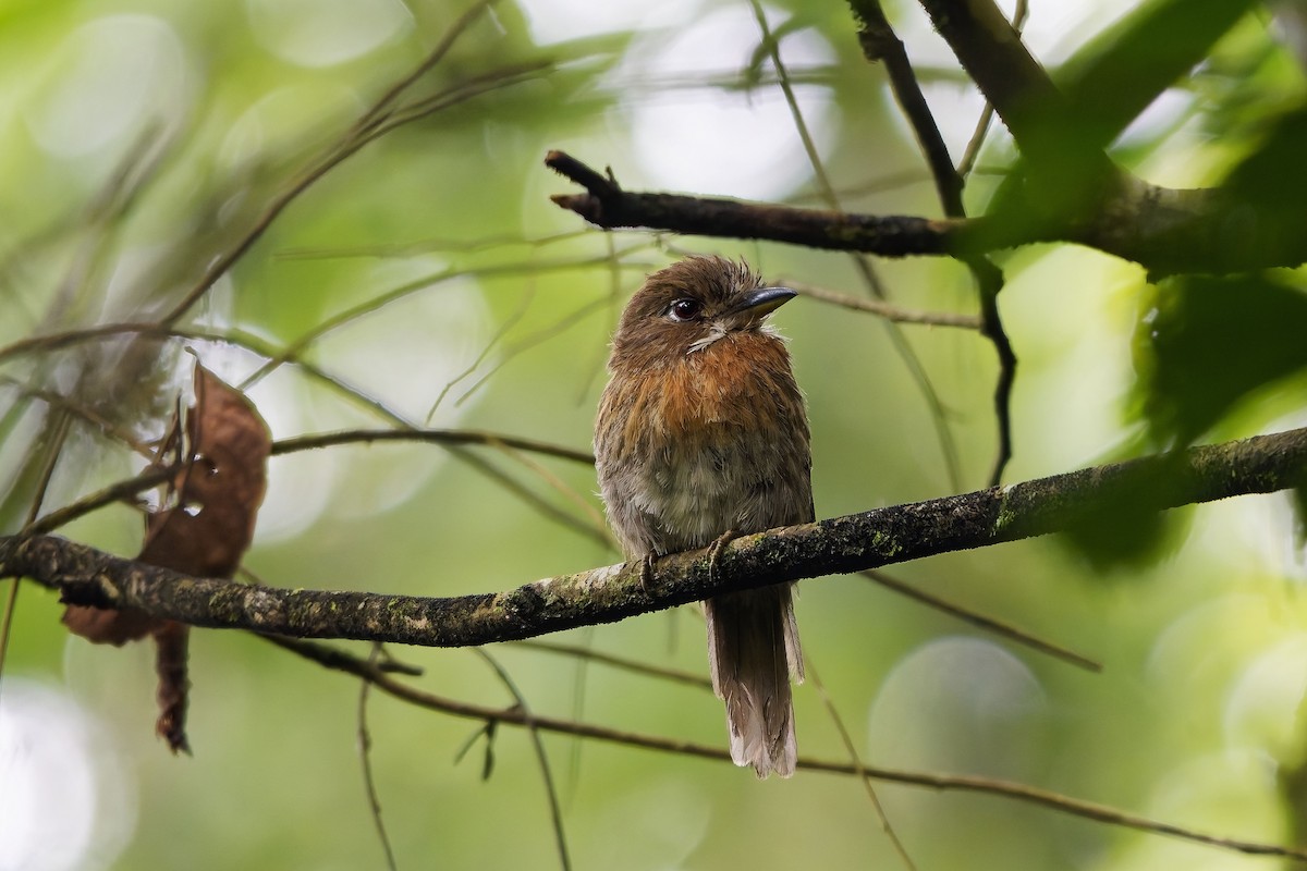 Bıyıklı Pufkuşu - ML647029819