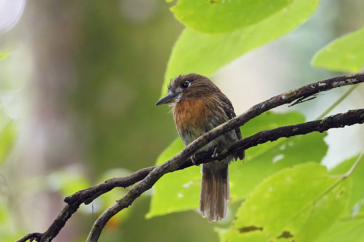 Bıyıklı Pufkuşu - ML647029820