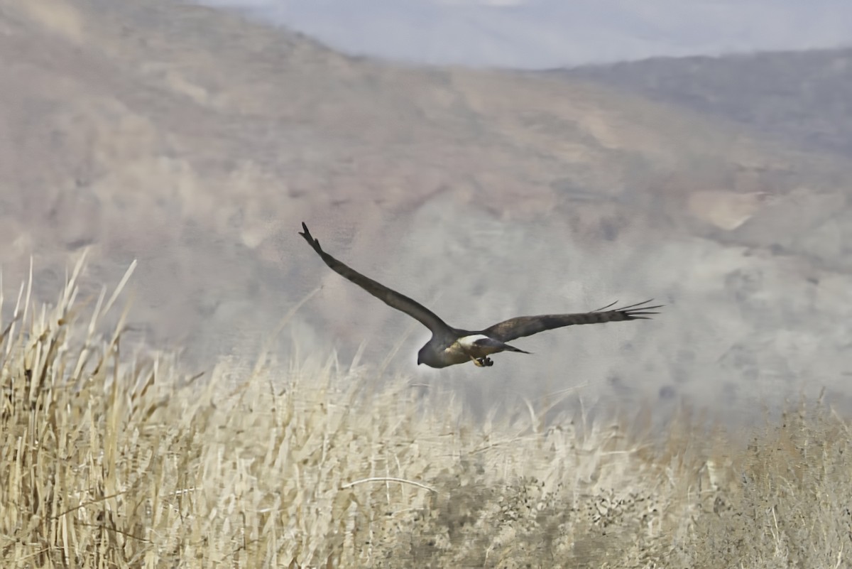 Amerika Delicesi - ML647029821