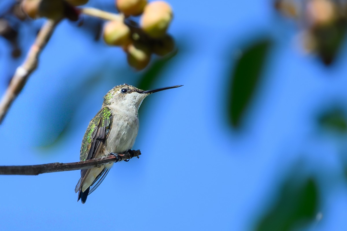 Yakut Boğazlı Kolibri - ML647029823