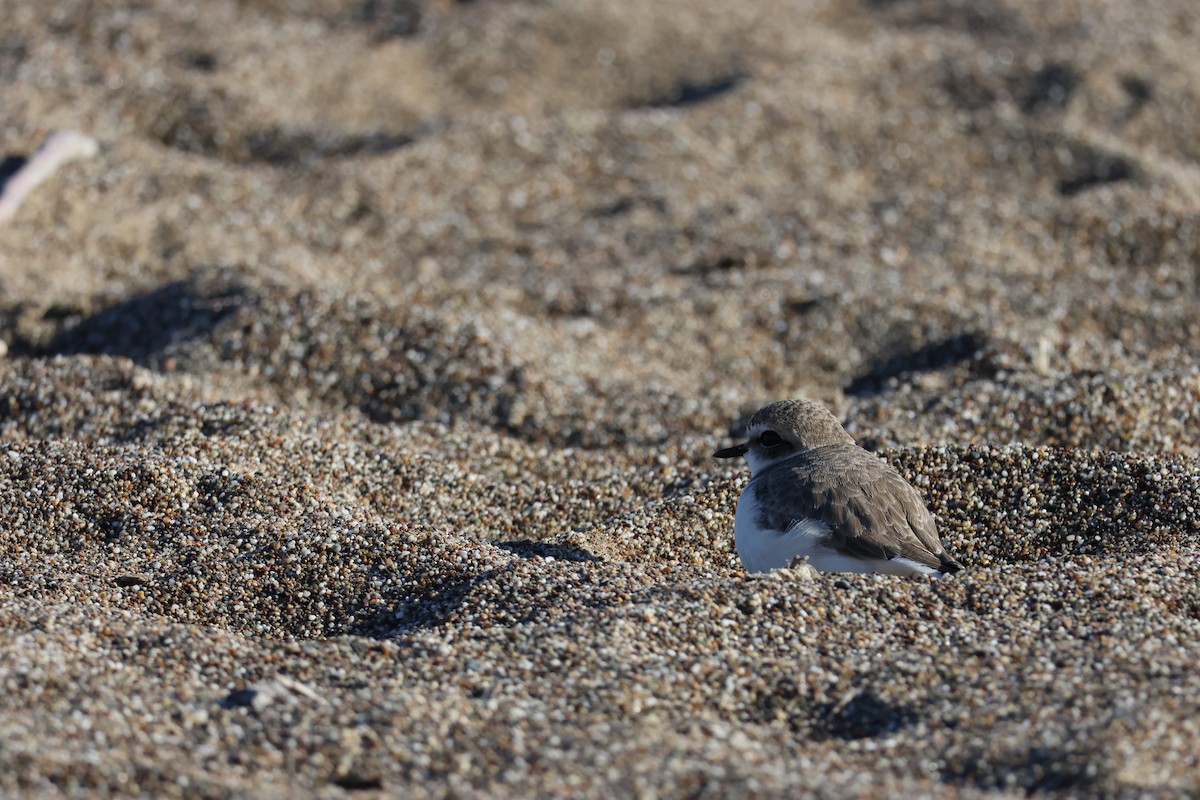 Karlı Cılıbıt - ML647029824