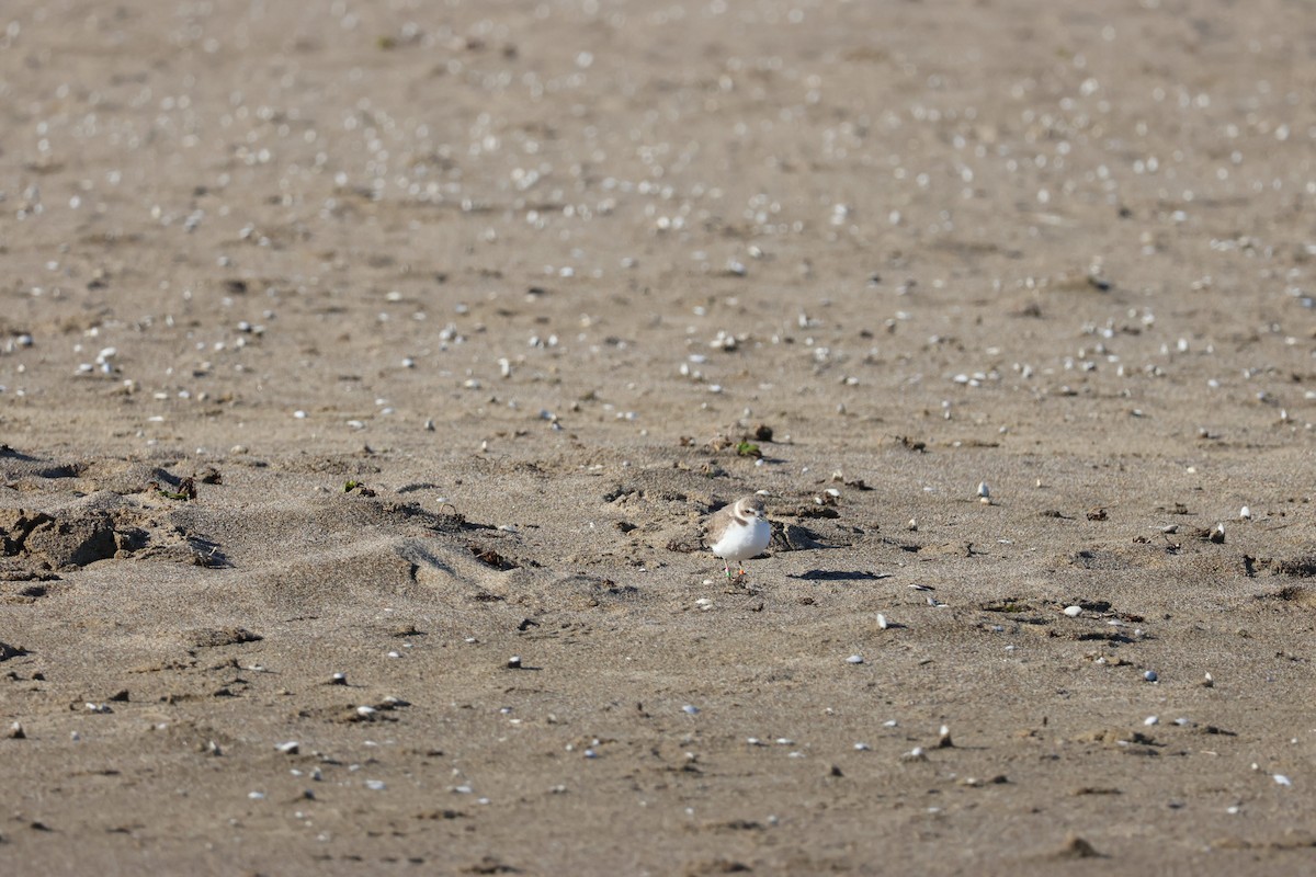 Karlı Cılıbıt - ML647029825