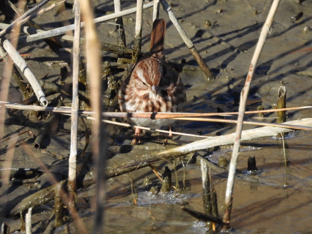 Ötücü Serçe - ML647029827