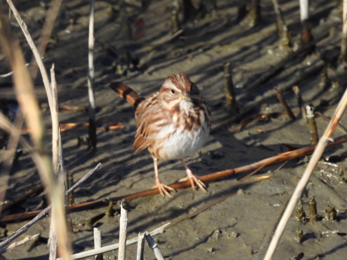 Ötücü Serçe - ML647029828