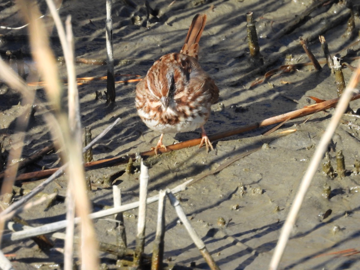 Ötücü Serçe - ML647029829