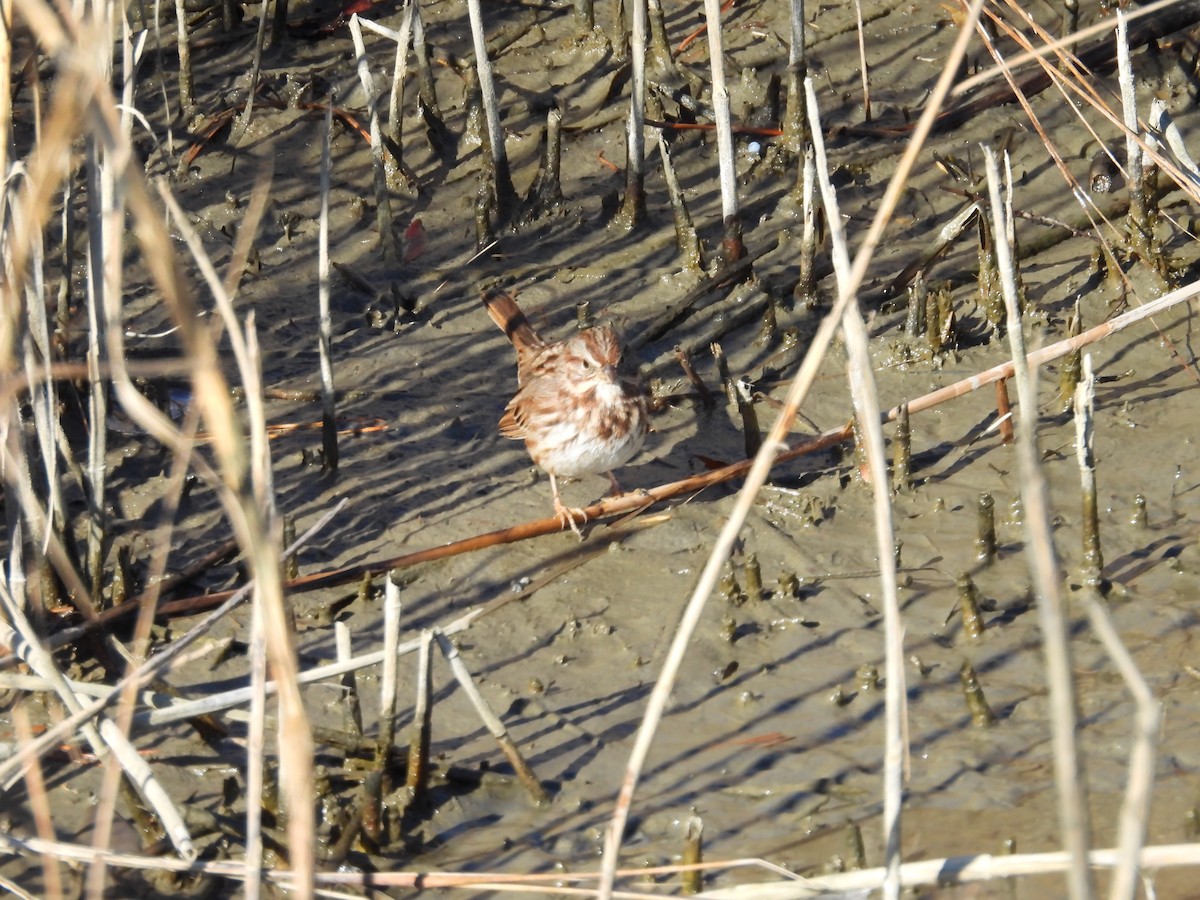 Ötücü Serçe - ML647029830