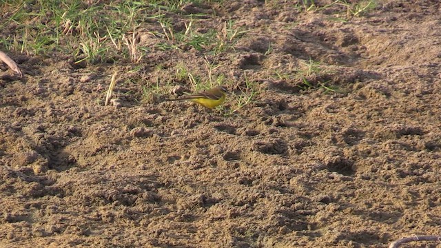 Sarı Kuyruksallayan - ML647029831