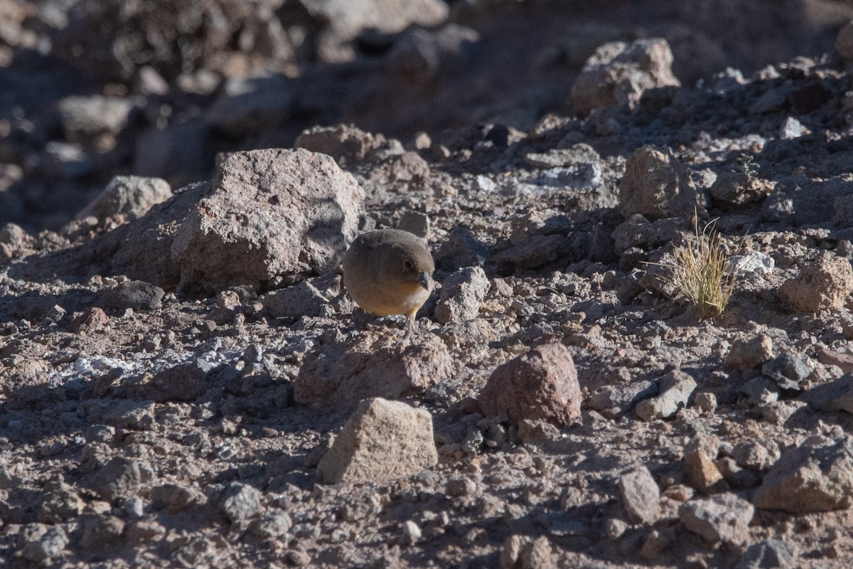 Greenish Yellow-Finch - ML647029835