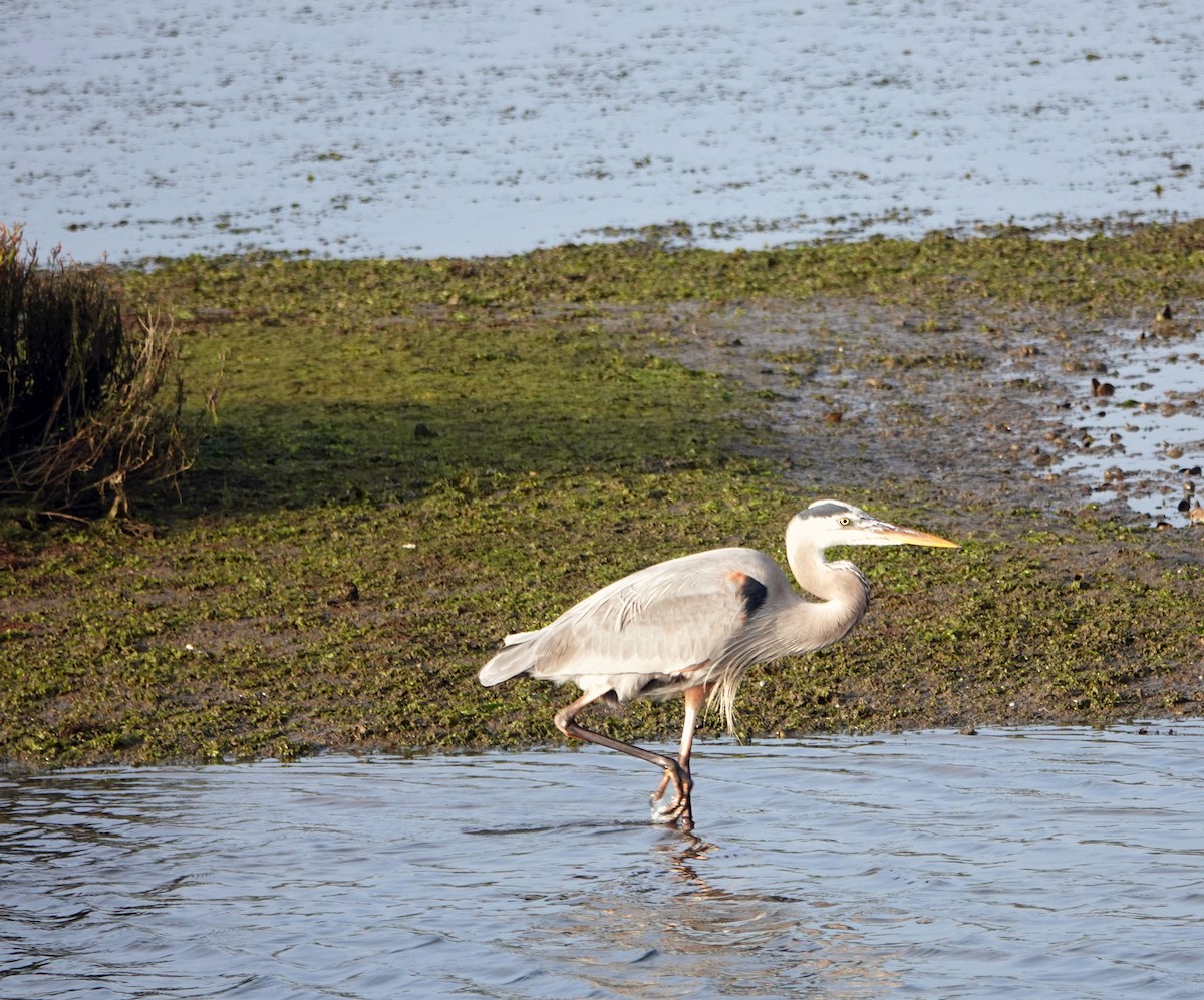 Great Blue Heron - ML647029836