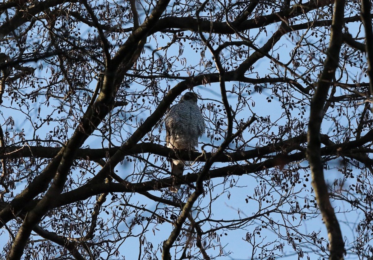 蒼鷹 - ML647029839