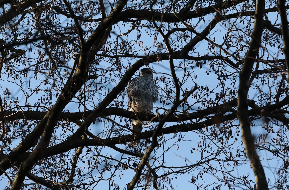 蒼鷹 - ML647029840