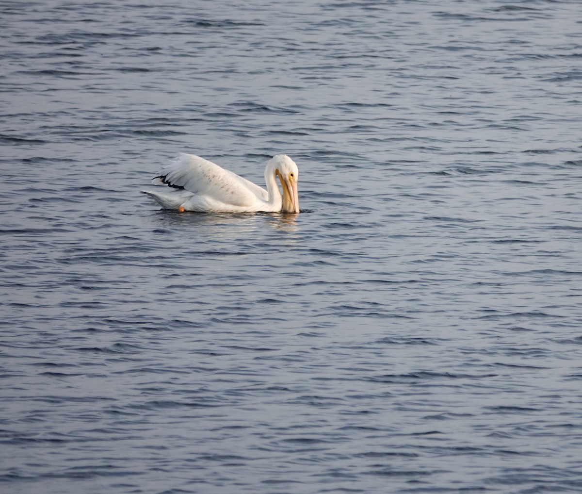 American White Pelican - ML647029854