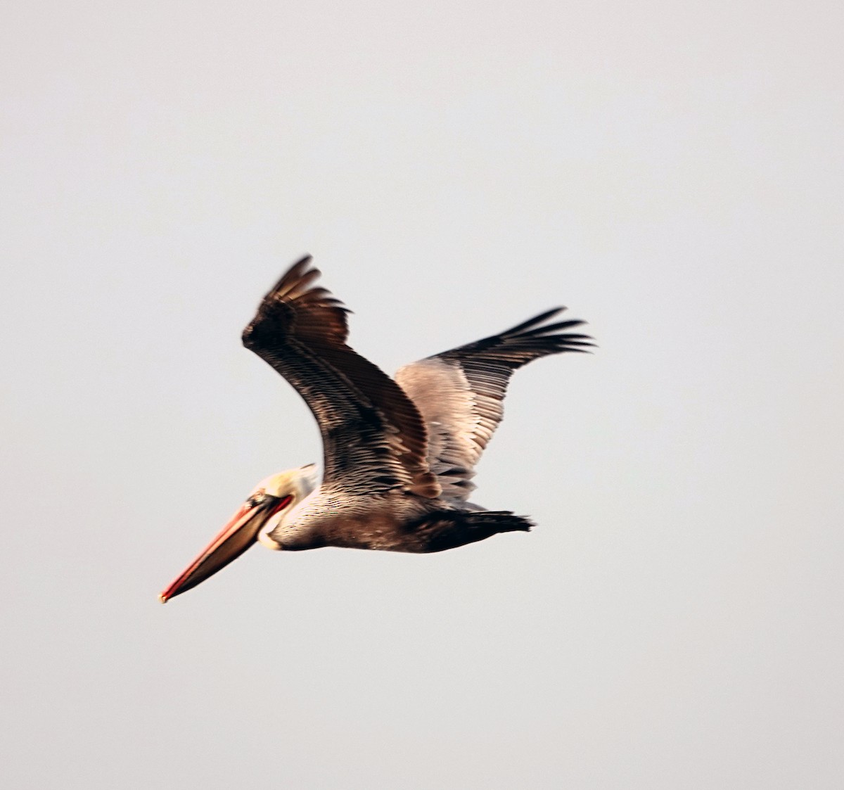 Brown Pelican - ML647029856