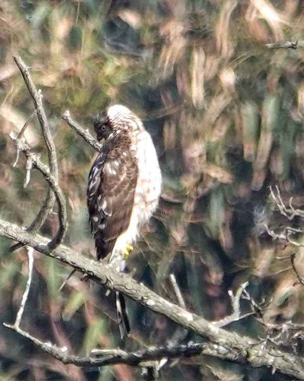 Red-tailed Hawk - ML647029869