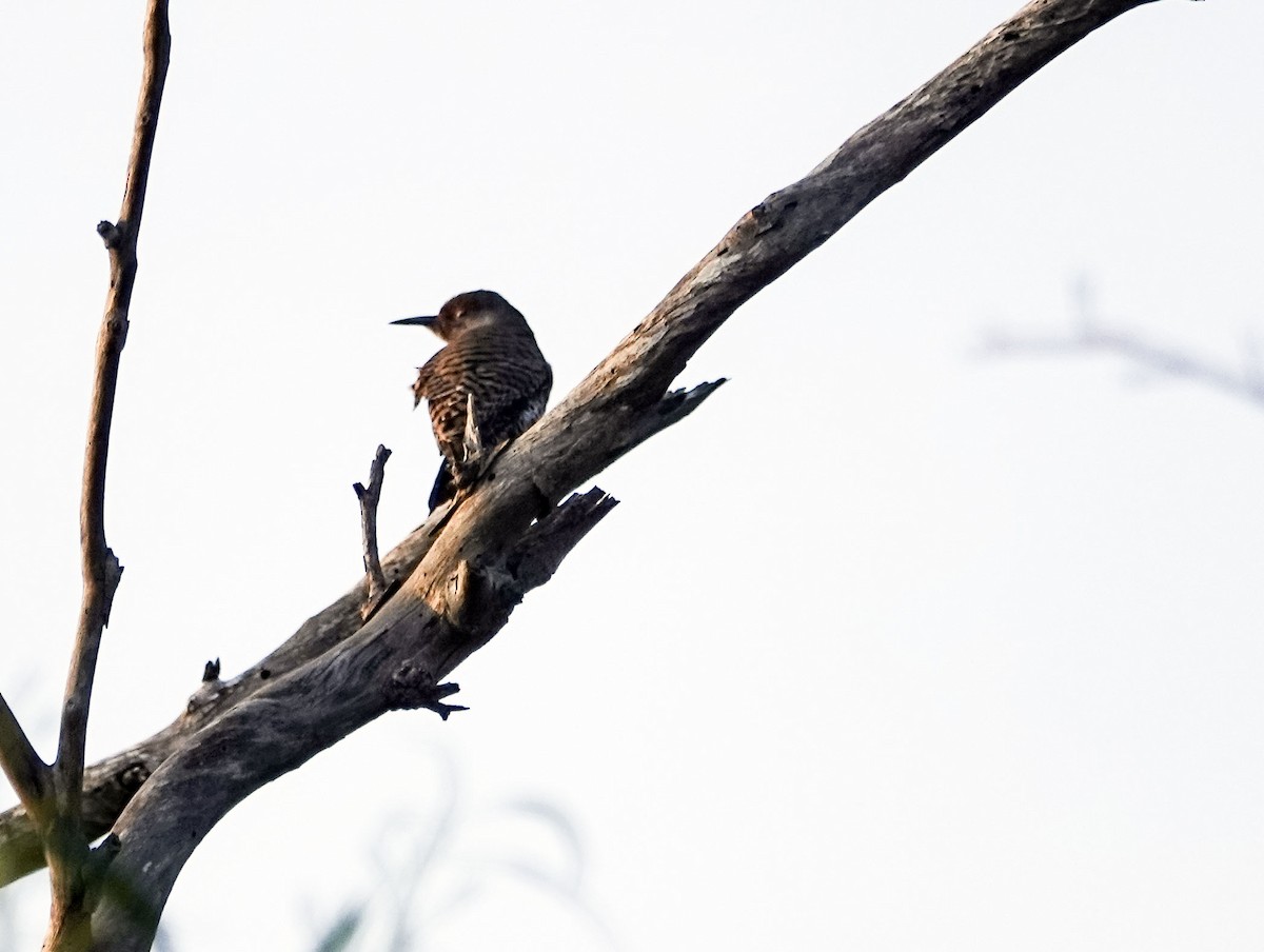 Northern Flicker - ML647029876