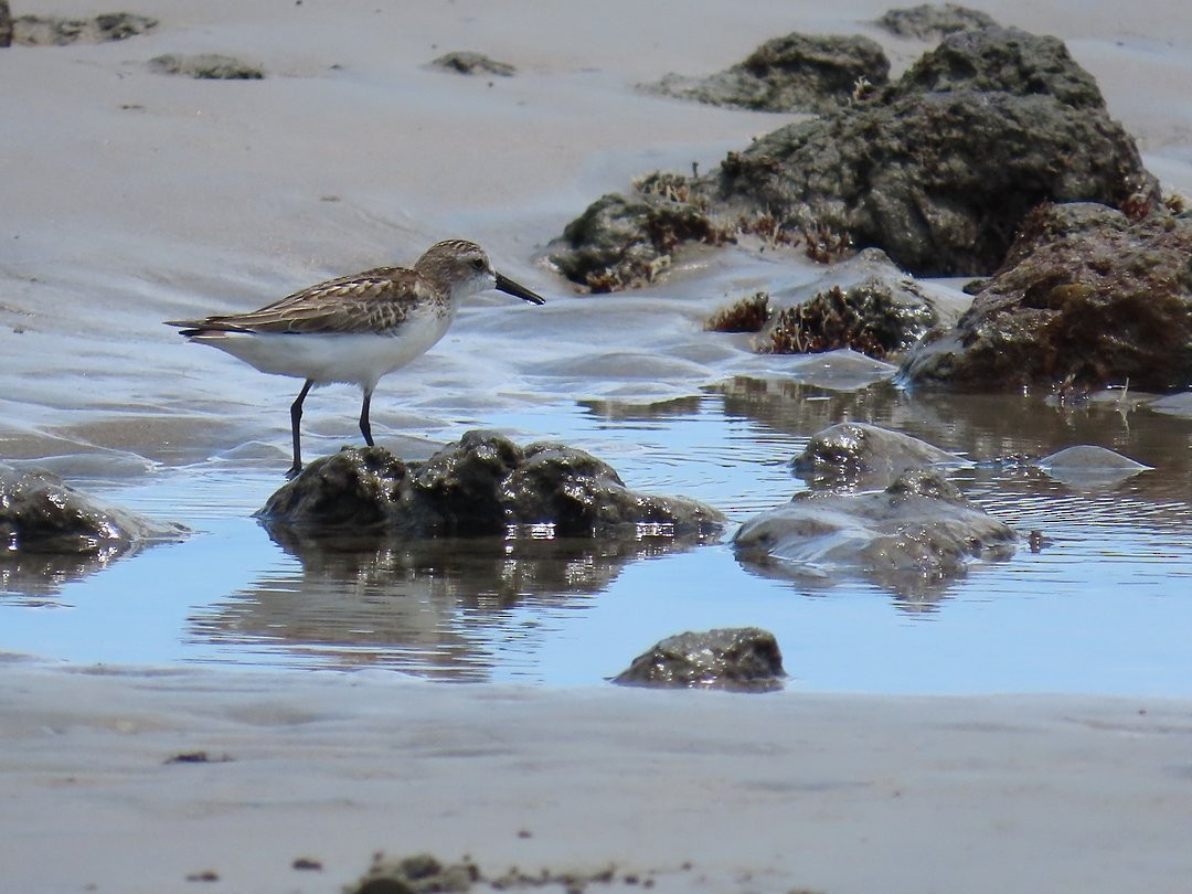 Semipalmated Sandpiper - ML647029880