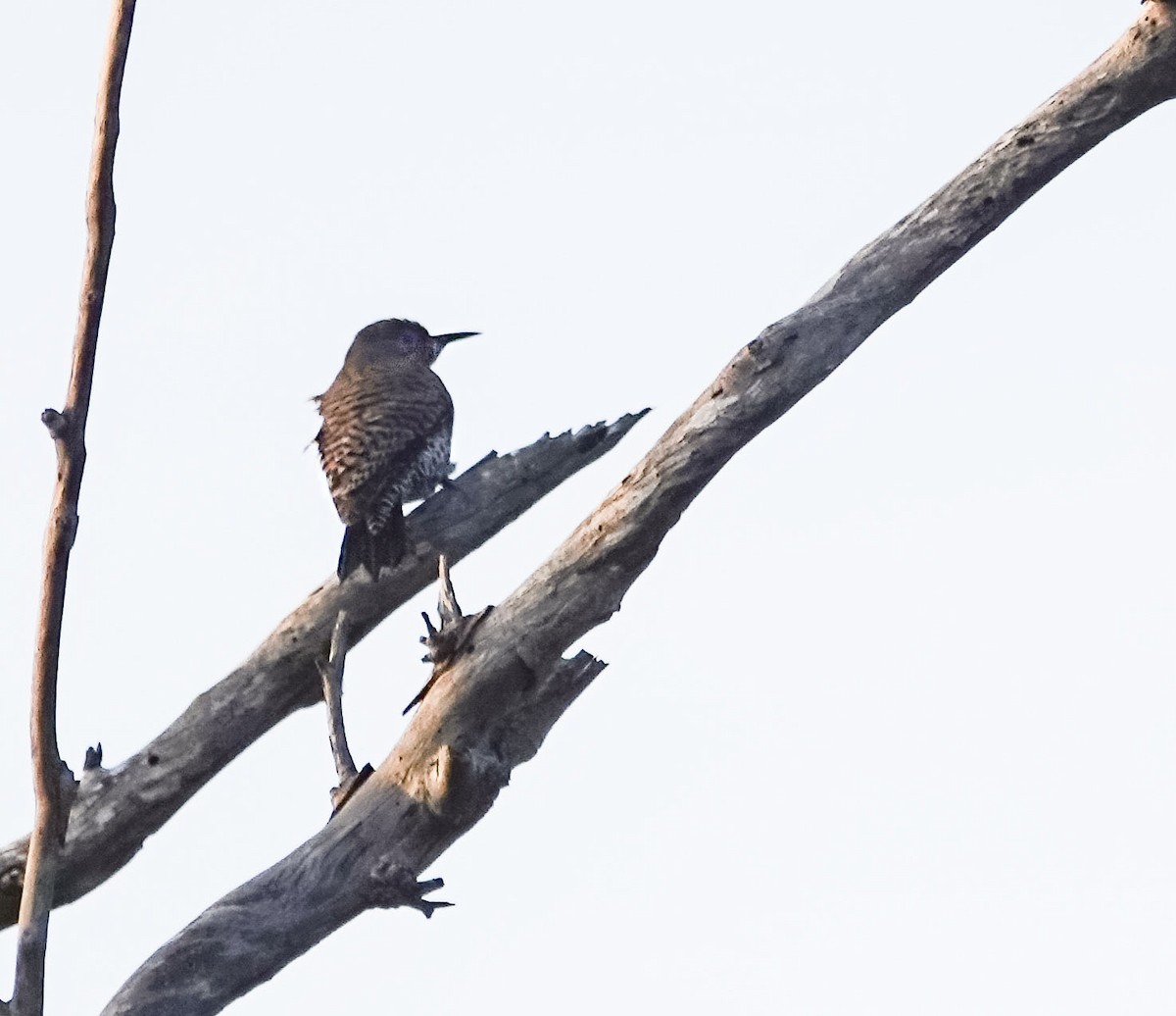 Northern Flicker - ML647029881