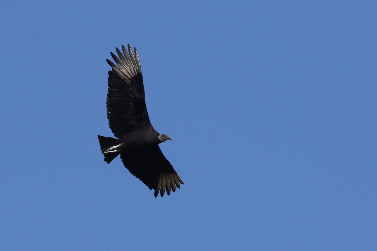 Black Vulture - ML647029887
