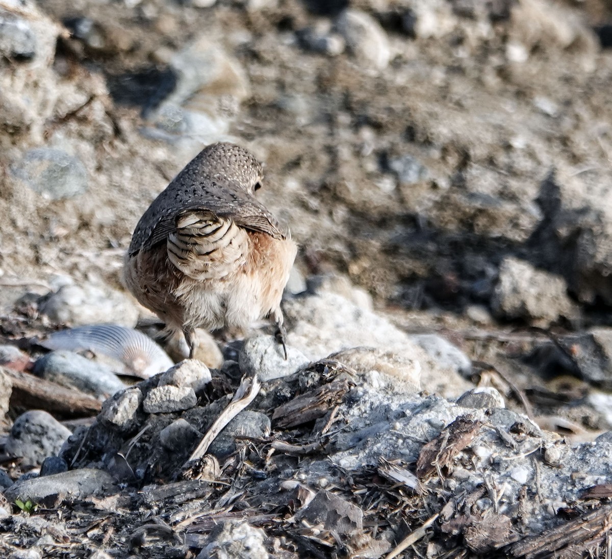 Rock Wren - ML647029888