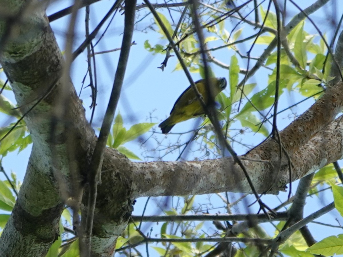 Golden-bellied Euphonia - ML647029889