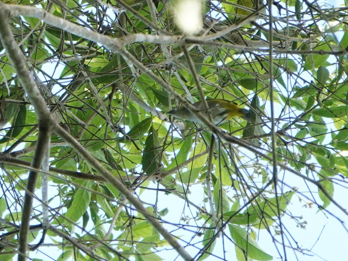 Golden-bellied Euphonia - ML647029890