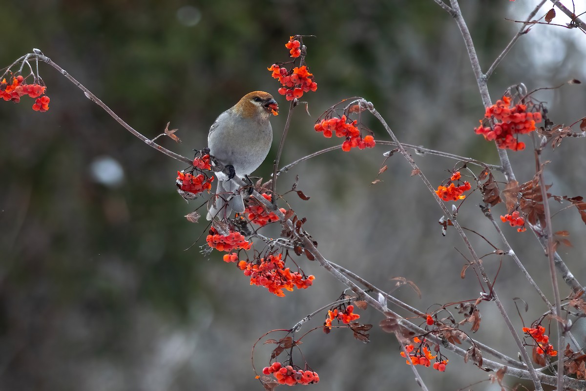 Pine Grosbeak - ML647029893