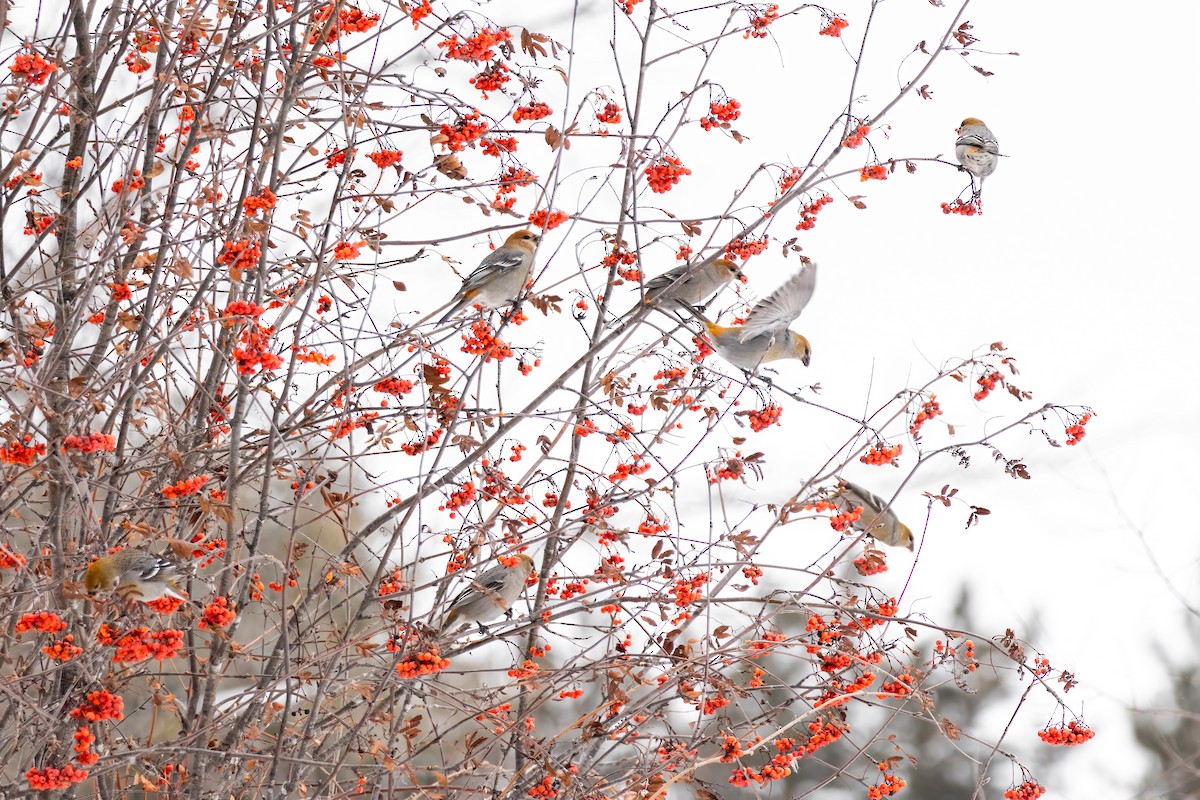 Pine Grosbeak - ML647029894