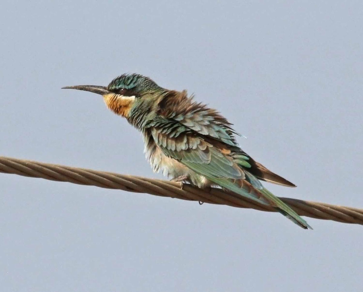 vlha modrolící - ML647029895