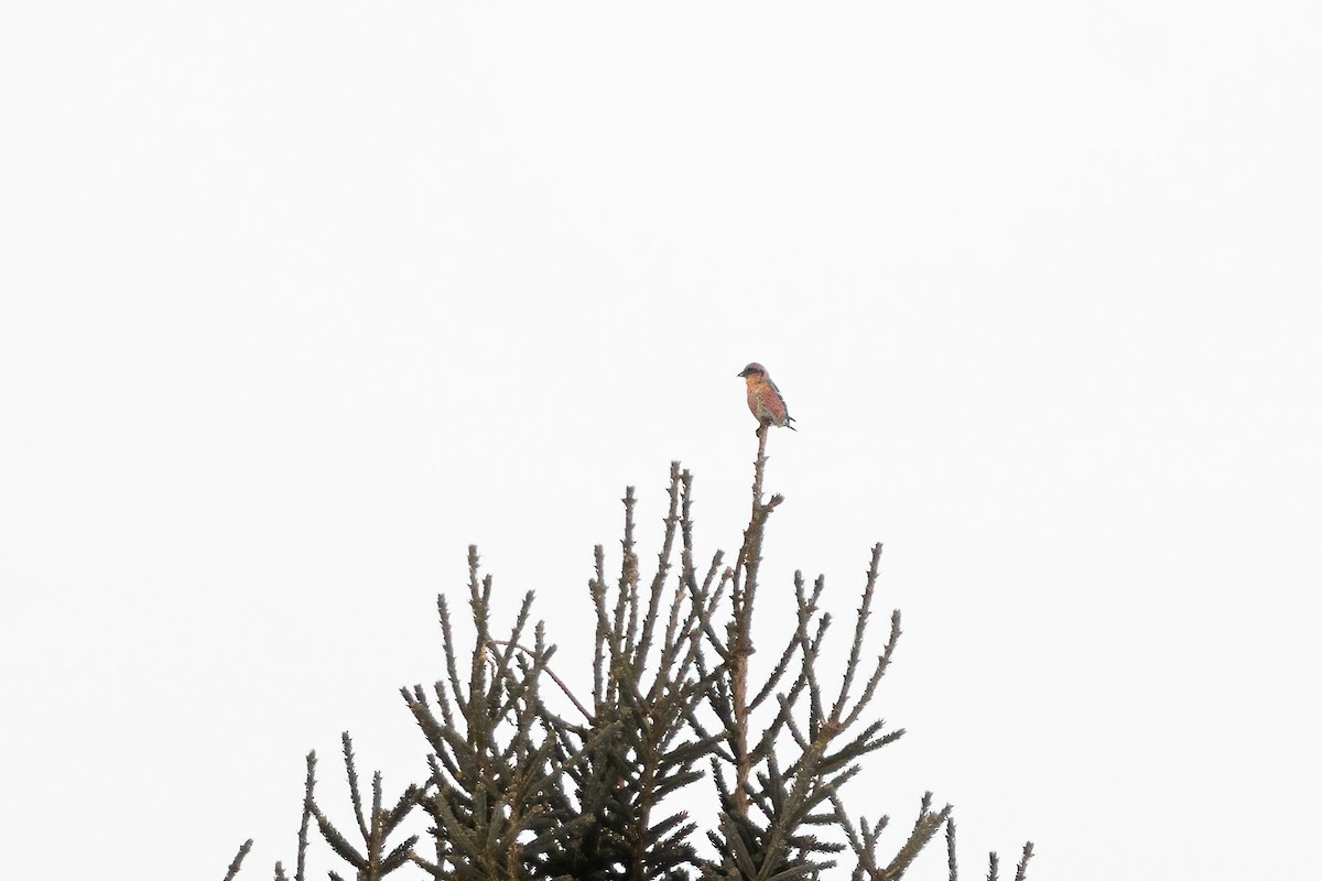 ナキイスカ - ML647029896