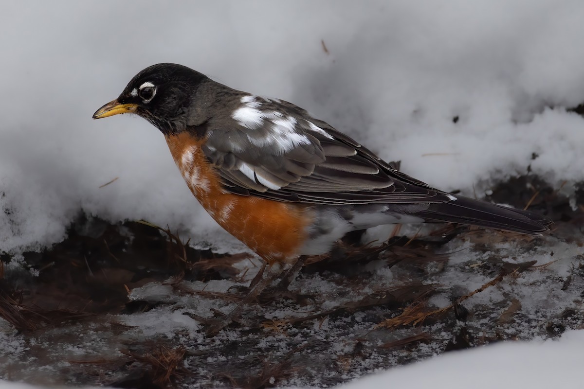 Merle d'Amérique - ML647029902