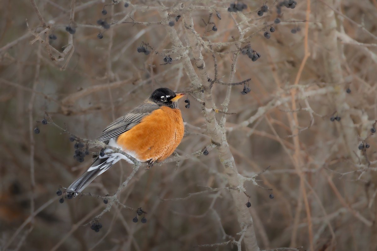 Merle d'Amérique - ML647029903