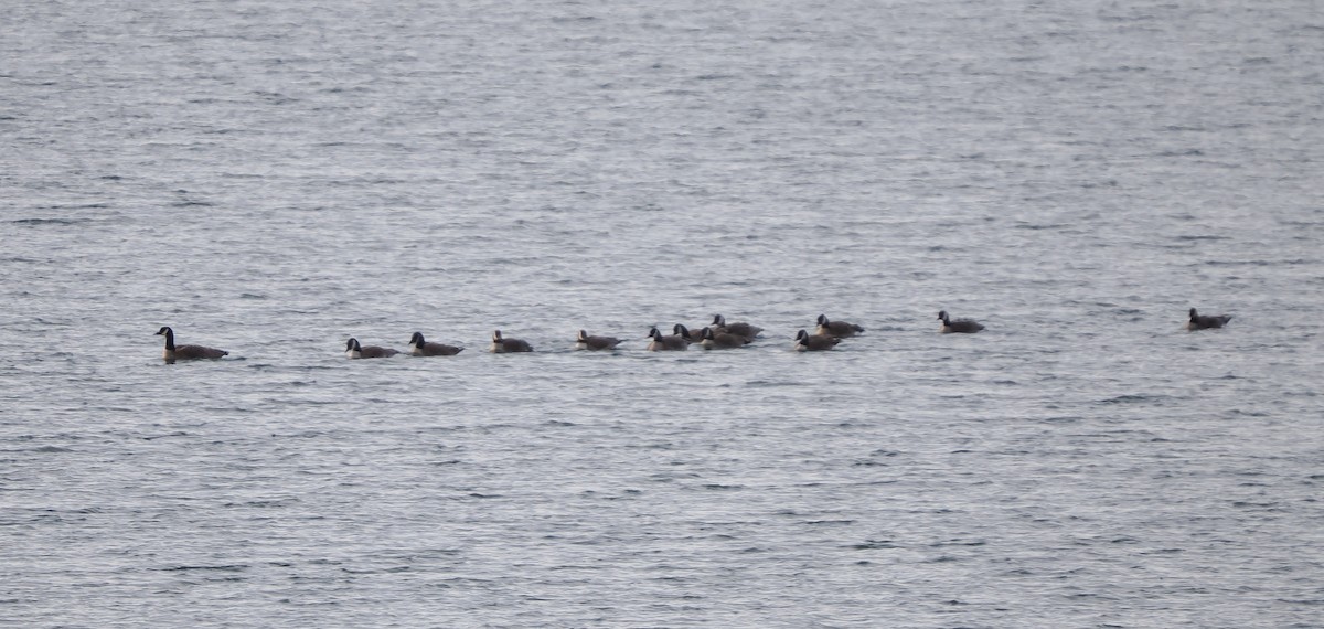 Cackling Goose - ML647029913