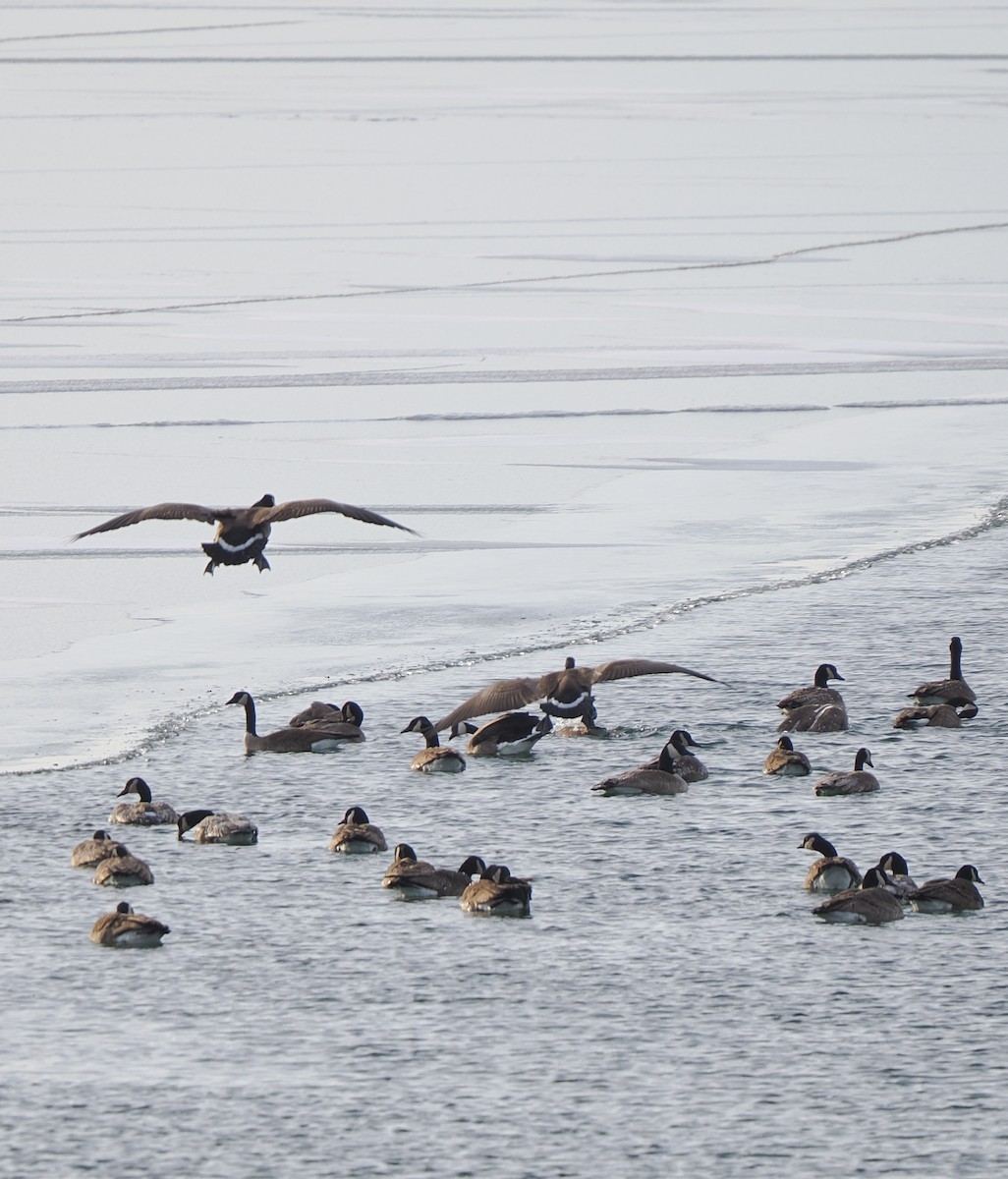 Canada Goose - ML647029918