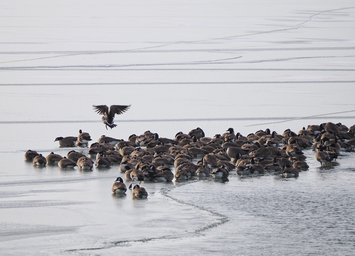 Canada Goose - ML647029921