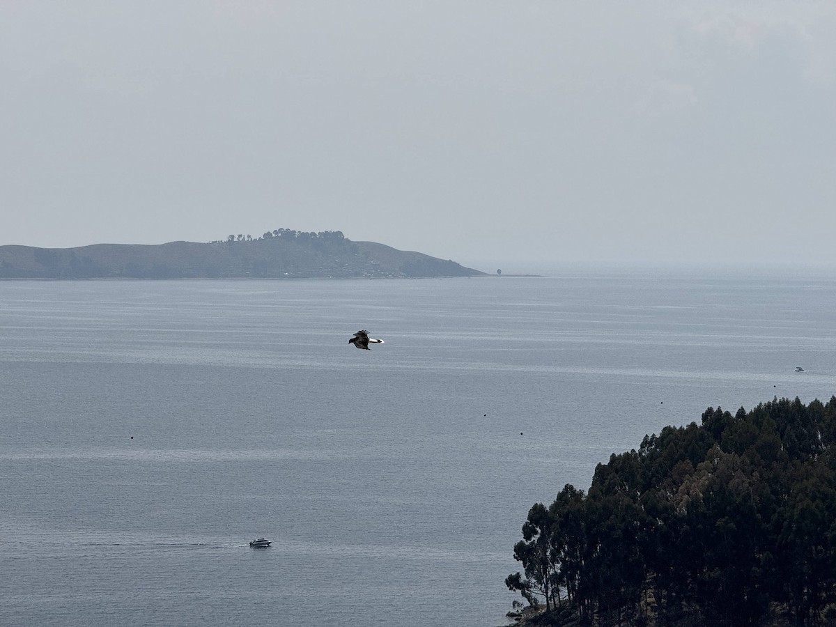 Mountain Caracara - ML647029925