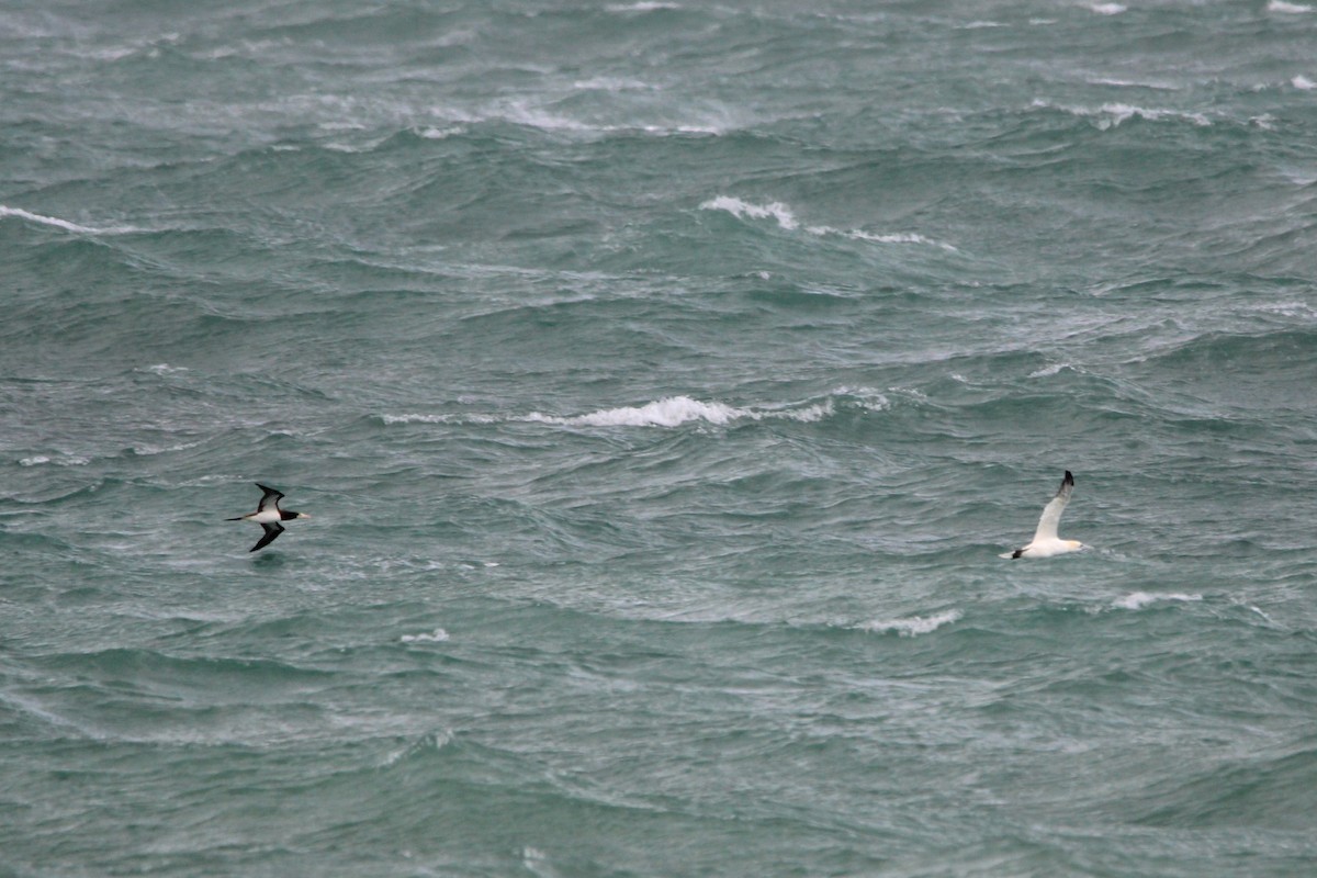 Brown Booby - ML647029931