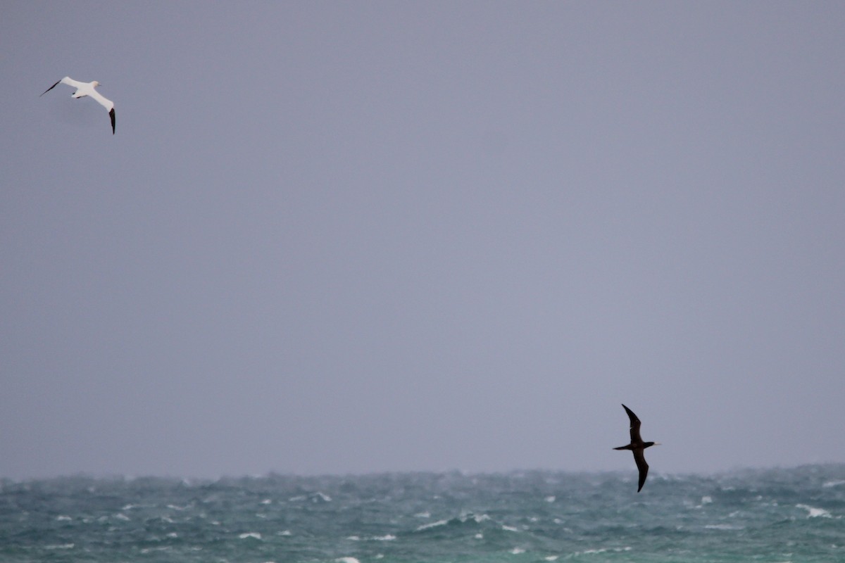 Brown Booby - ML647029937