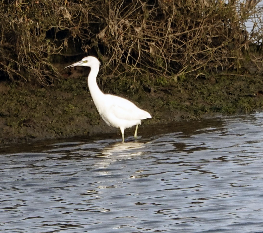 Little Blue Heron - ML647029938