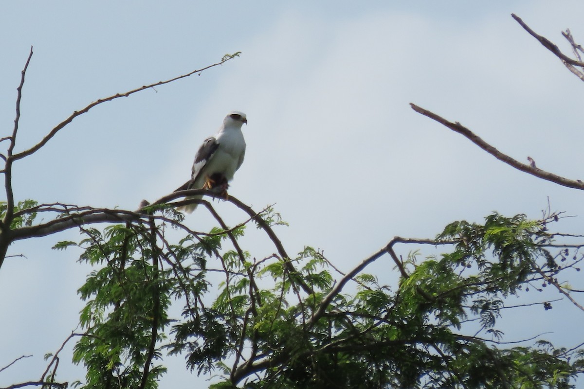 White-tailed Kite - ML647029940
