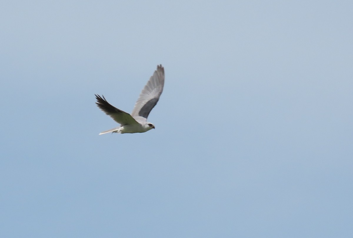 White-tailed Kite - ML647029941